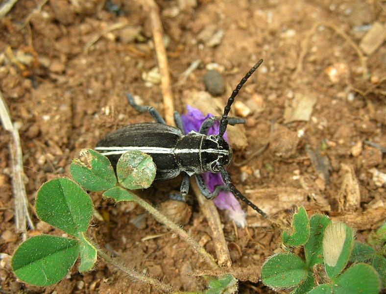 Dorcadion arenarium subcarinatum (Col.,Cerambycidae)